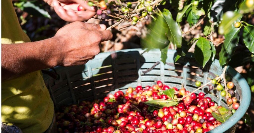 Peruvian coffee 