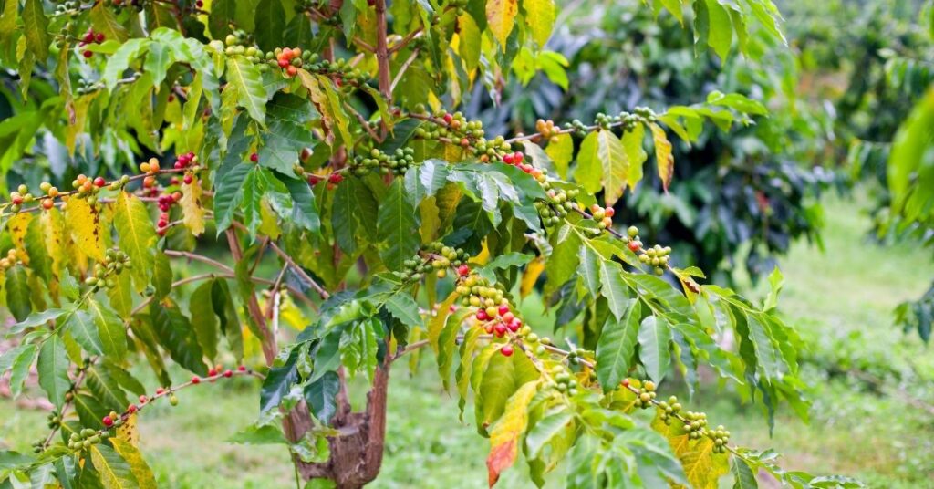 Kona coffee brands 