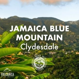 Jamaica Blue Mountain Clydesdale ad image 