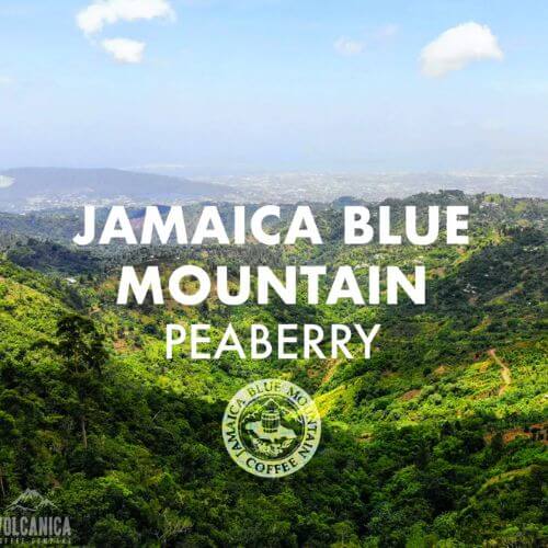 jamaican blue mountain - peaberry