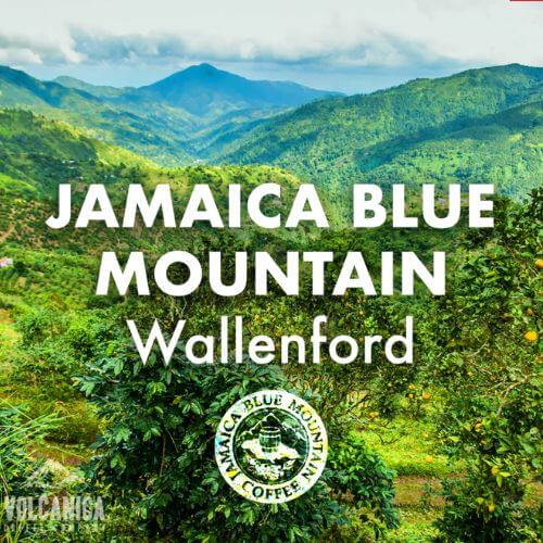 jamaican blue mountain coffee