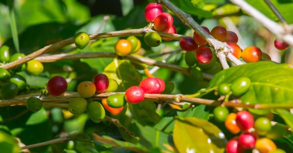 Where do coffee beans come from? Coffee plants