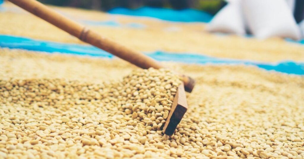 Where do coffee beans come from? Dry processing
