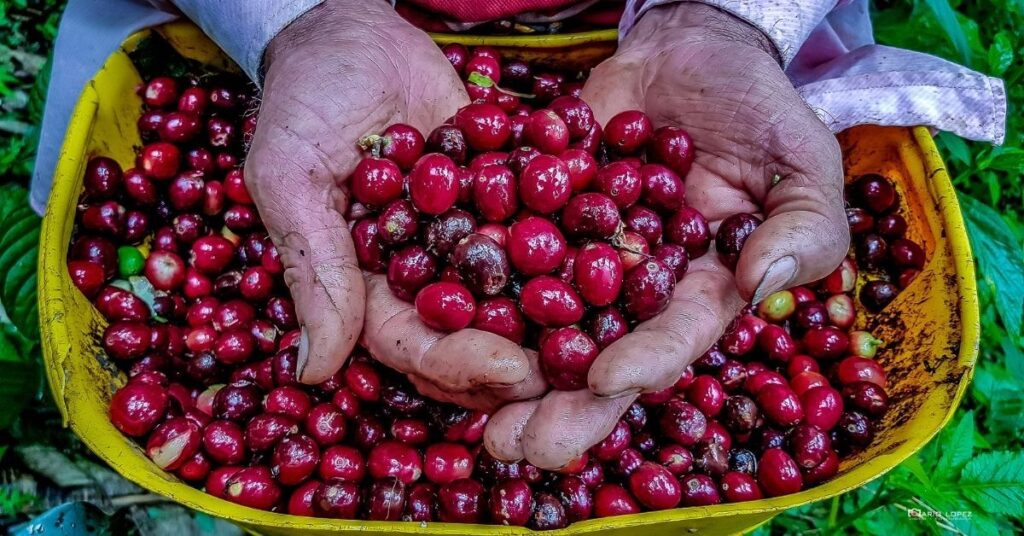 Coffee Harvest - where do coffee beans come from - coffee harvest